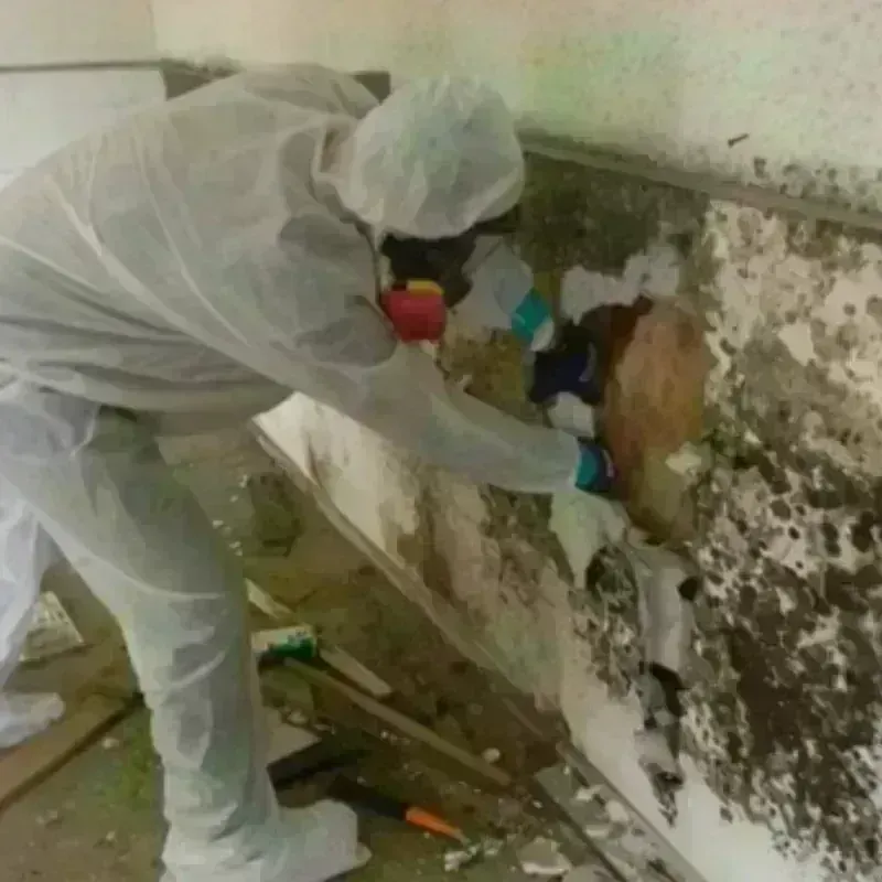 Mold Remediation and Removal in City and Borough of Wrangell, AK